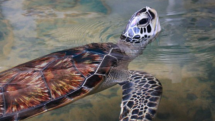 Bentota Turtle Hatchery