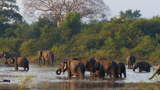 Sri Lanka Wildlife: Top National Parks and Safaris