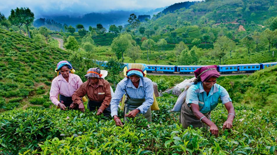 Tea Plantations in Sri Lanka: Scenic Tours & Tastings