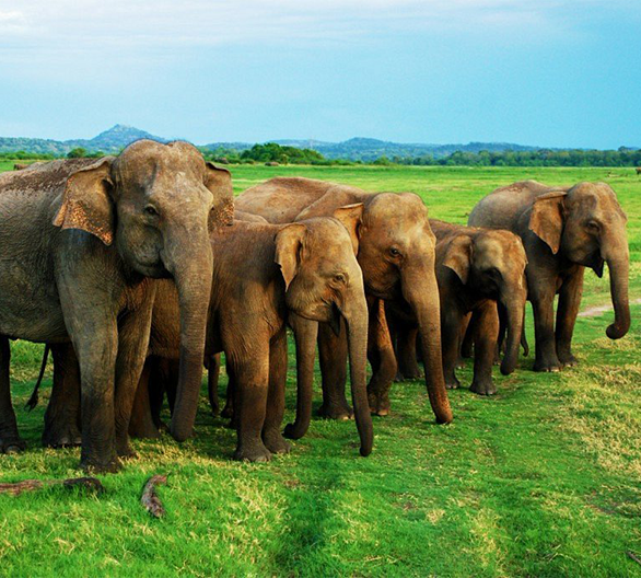 Minneriya National Park