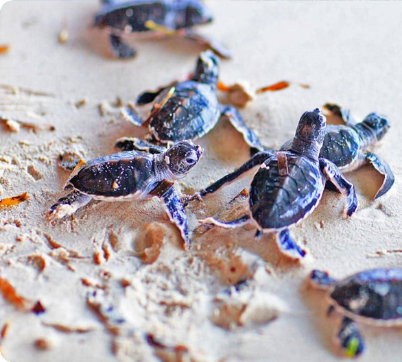 Kosgoda Turtle Hatchery