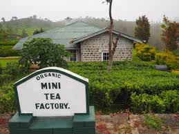 The Mini Tea Factory