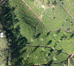 Tea Plucking