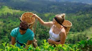 Tea Plucking