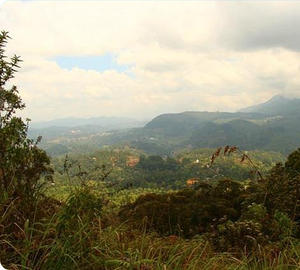 Thangamale Bird Sanctuary 