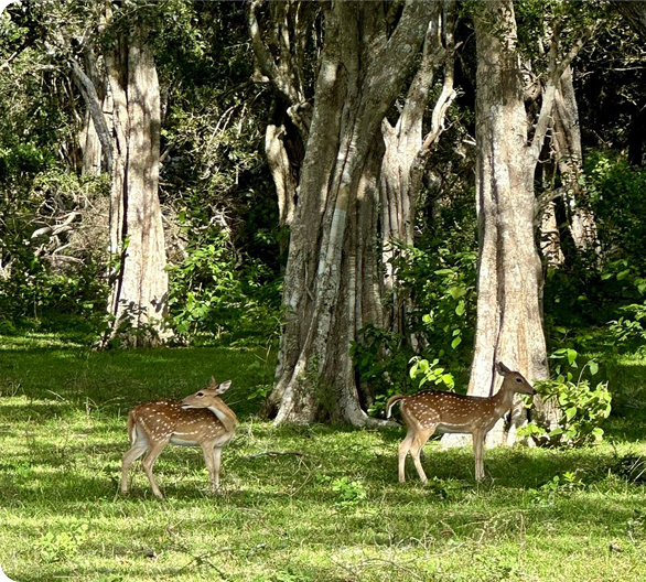 Wilpattu National Park