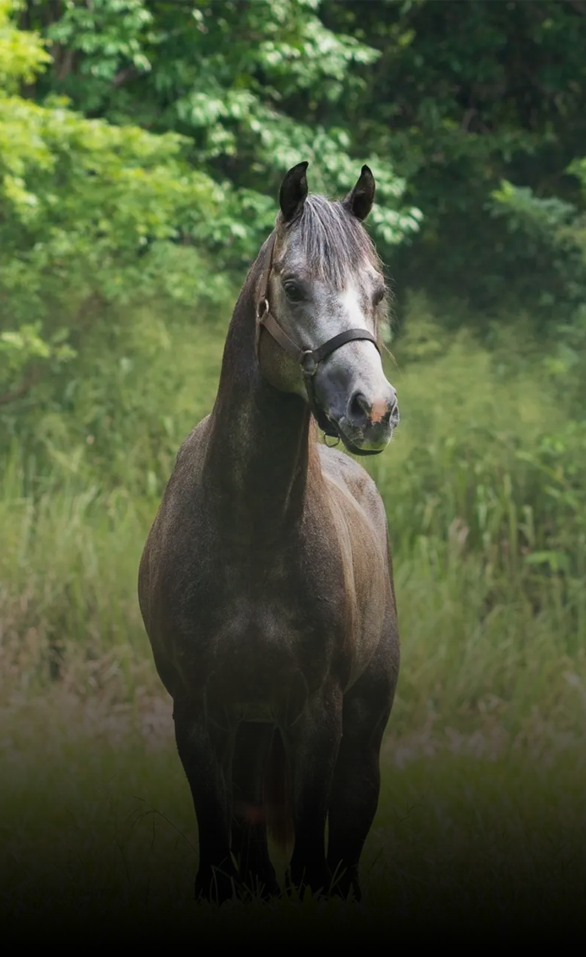 Bicycle and horse riding tours