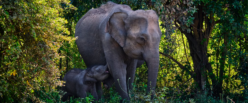 Horton-Plains-National-Park