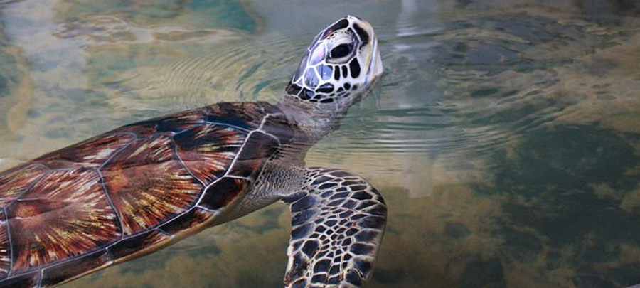 Bentota Turtle Hatchery