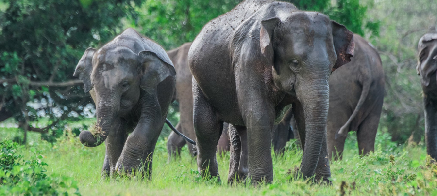 Dehiwala-Zoological-Garden