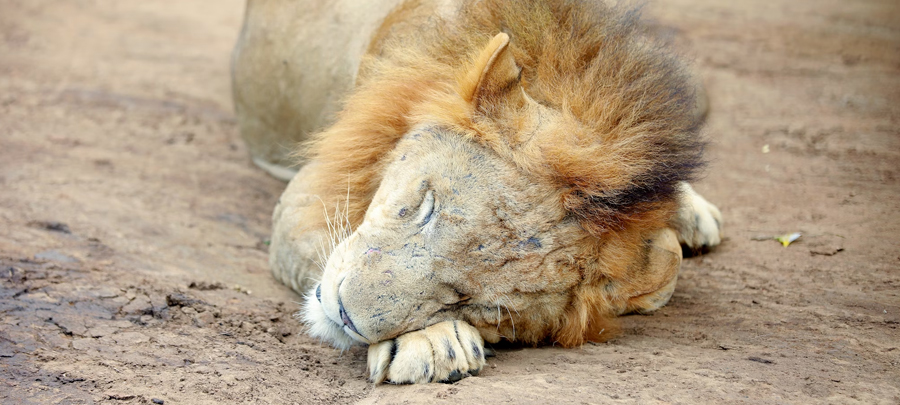 Ridiyagama Safari Park