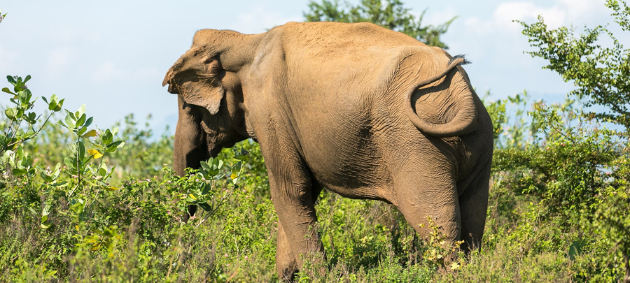 Udawalawe National Park