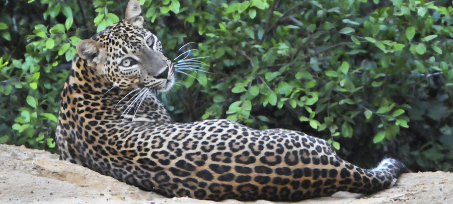 Wilpattu National Park