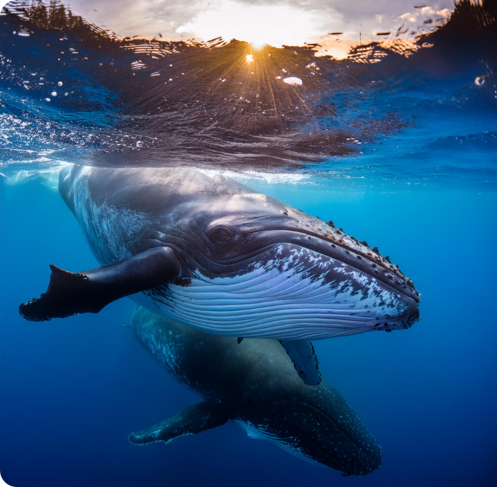 Whale watching from colombo