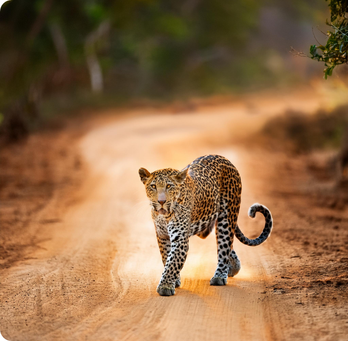 Yala safari from colombo