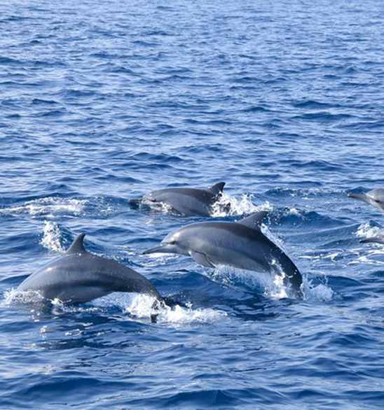 Bentota Whale Watching Day Tour