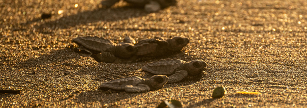 Turtle Hatchlings on Beach