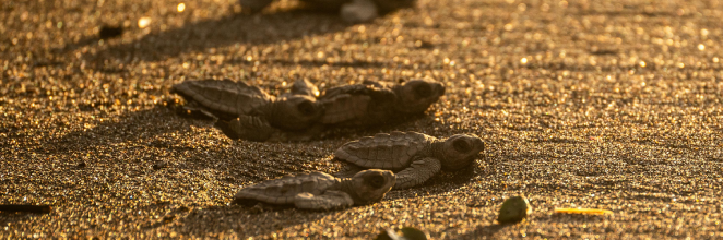 Turtle Hatchlings on Beach