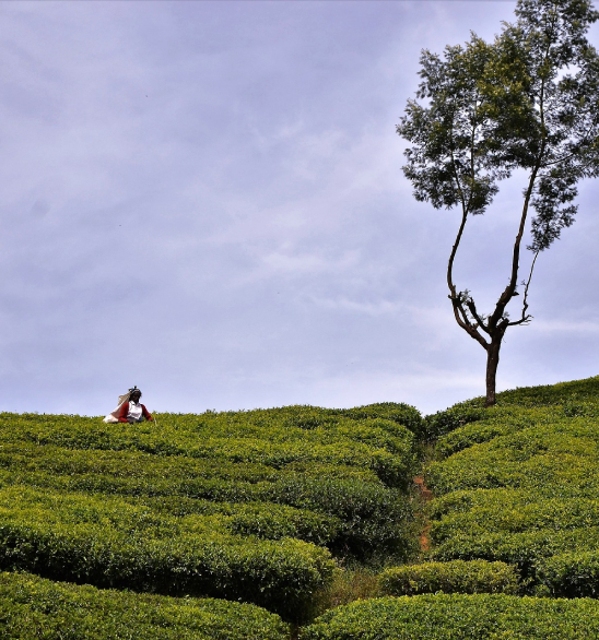 Kandy Day Tour