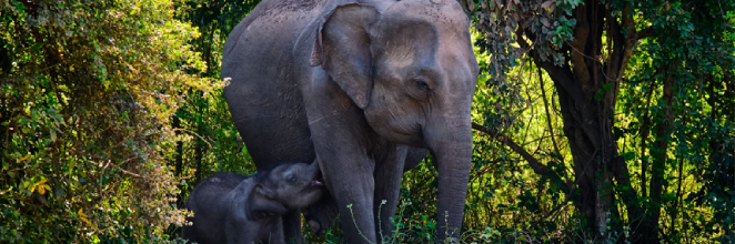 Elephants view at Horton Plains National Park