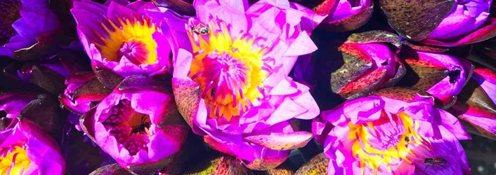 Street vendors with bouquets of lotus flowers