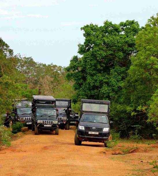 Minneriya National Park Jeep Safari Day Tour