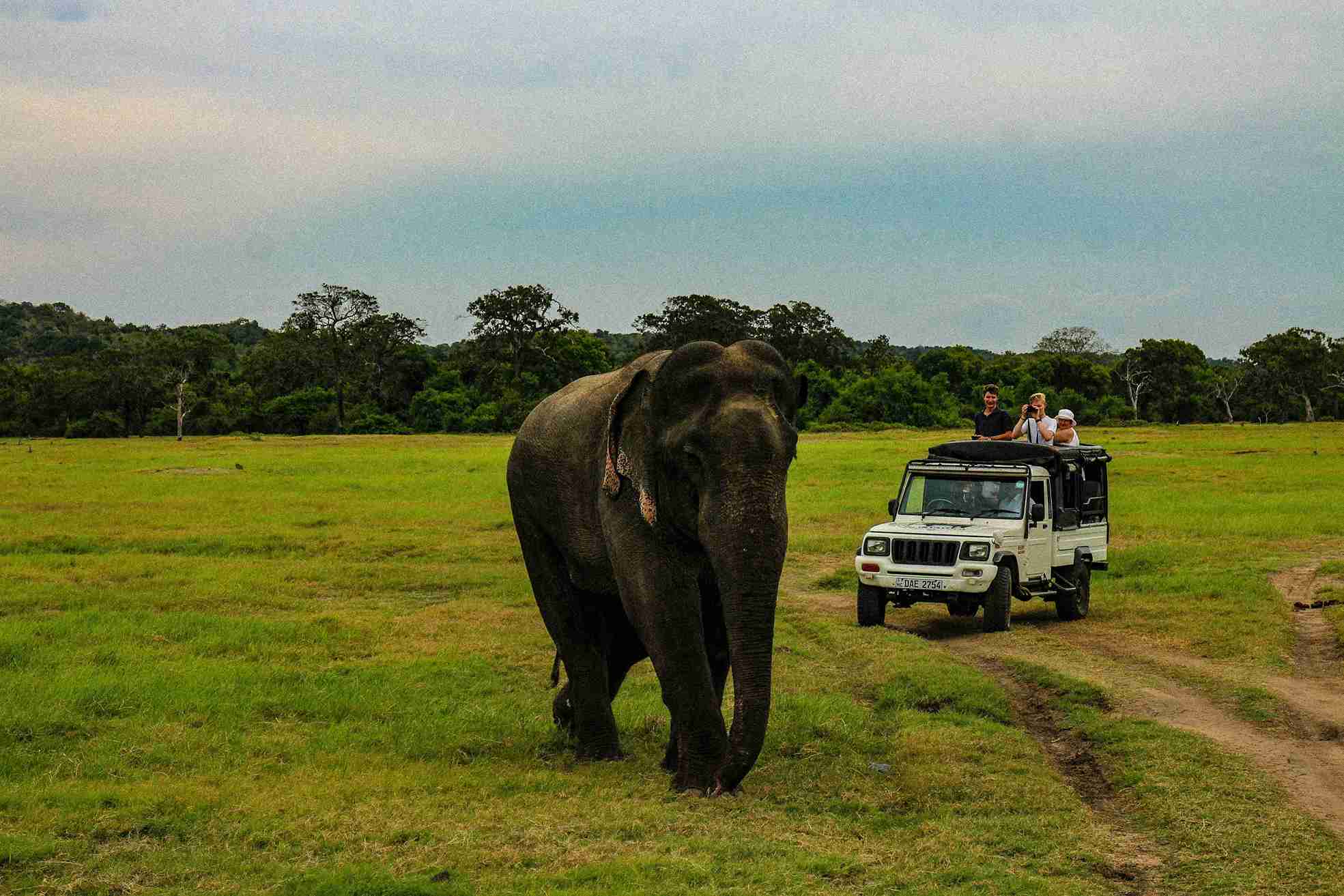 Udawalawe Tour from Colombo