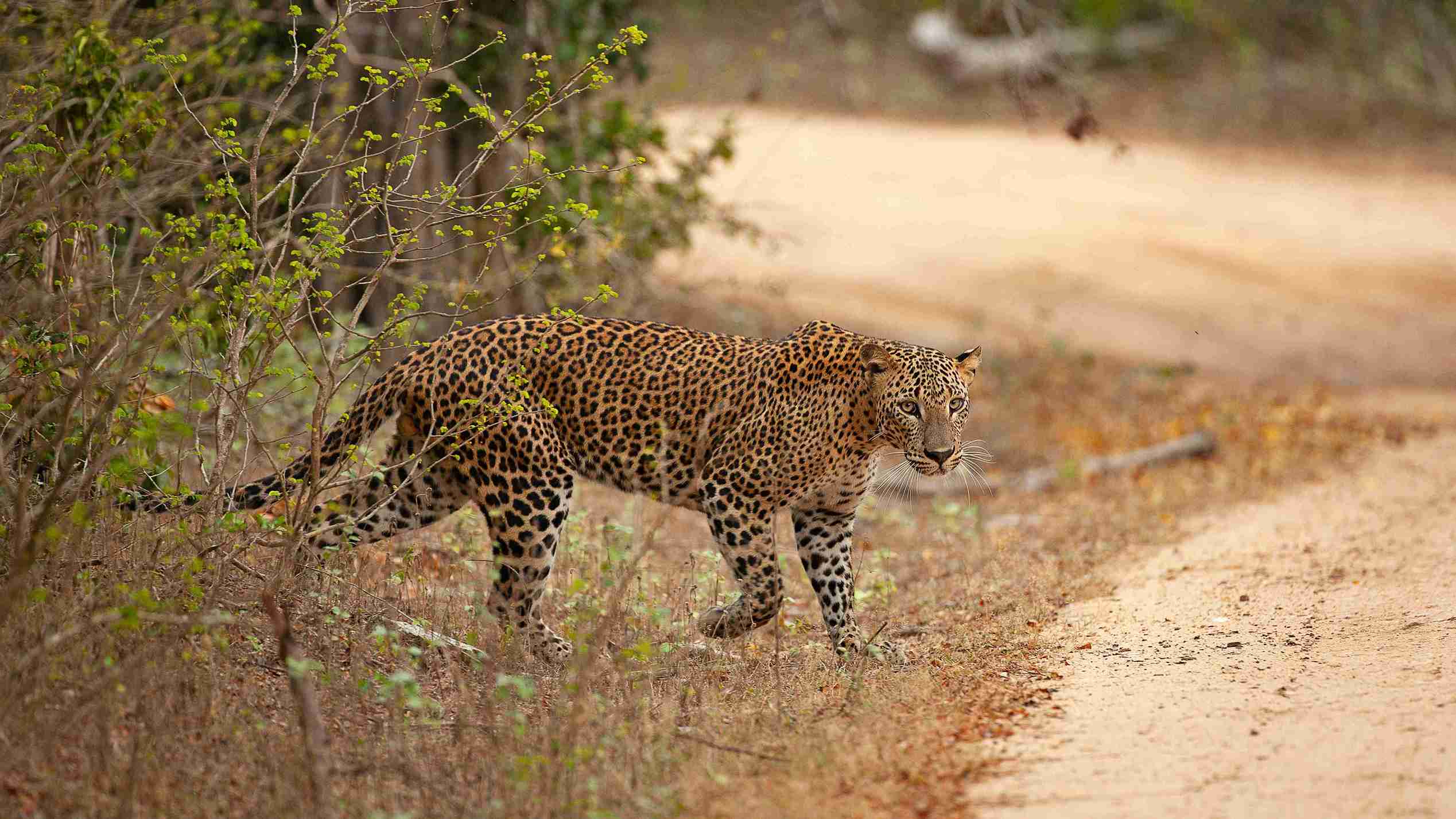 Minneriya National Park Jeep Safari Day Tour