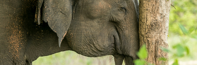 A side shot of an elephant in Udawalawe 