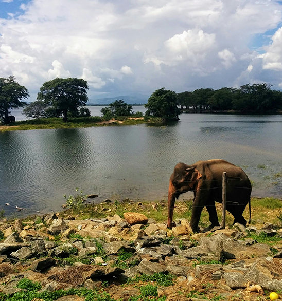 Udawalawe Tour from Colombo