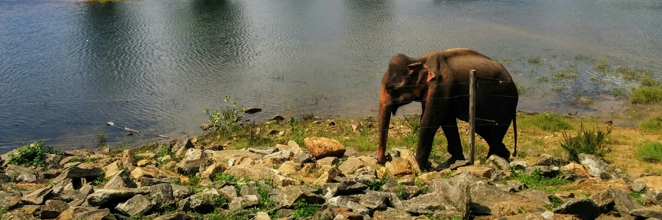 An elephant strolling by the reservoir in Udawalawe National Reserve