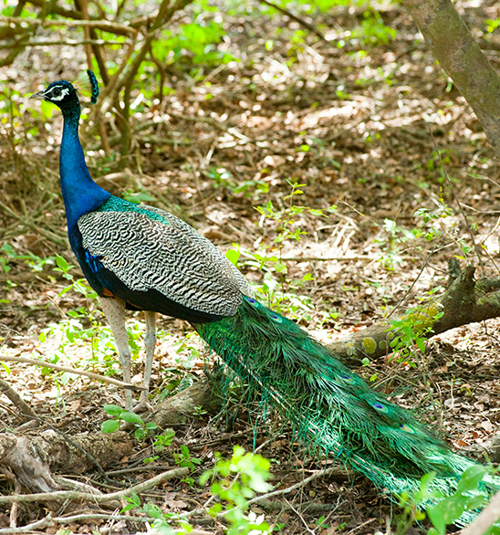 Bentota to Yala National Park Day Tour