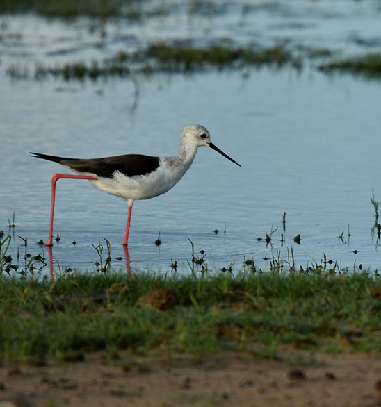 Bentota to Yala National Park Day Tour