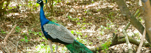 Green and blue peacock amidst the trees