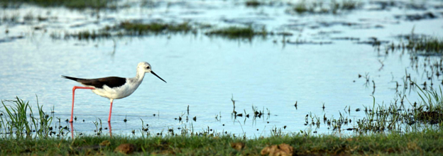 A bird looking for food in Yala