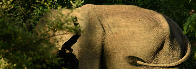 Individual male elephant sighting in Yala