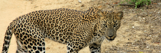 Closeup picture of a Sri Lankan Leopard