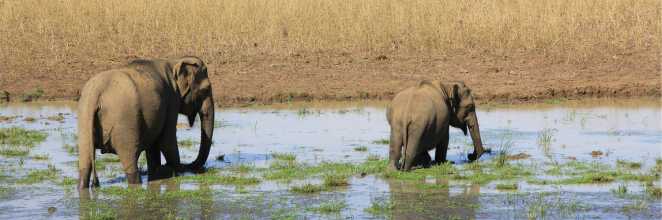 Mama elephant with baby elephant taking an evening stroll at Yala National Park