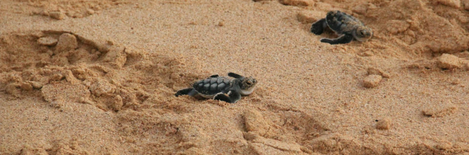 Baby turtles on a sandy beach