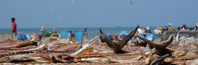 view of fish laid on the beach