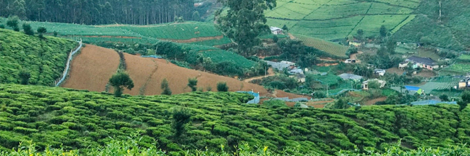 A capture of tea plantations at Nuwara Eliya