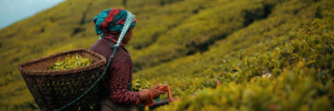 Tea plucking woman in Sri lanka