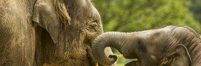 Adult elephant and baby elephant interacting