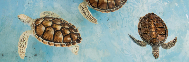 Three turtles swimming at the conservation center