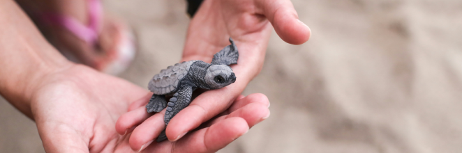 A person holding a baby turtle in his hands