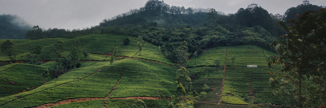 A view of tea plantations on the way to Nuwara Eliya