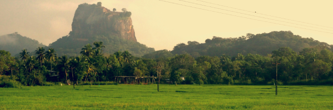 A distant view of Sigiriya taken in front of a paddy field