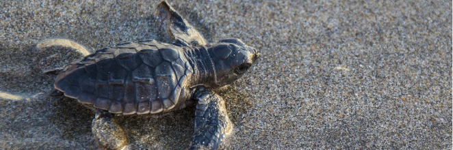 A baby turtle on the beach