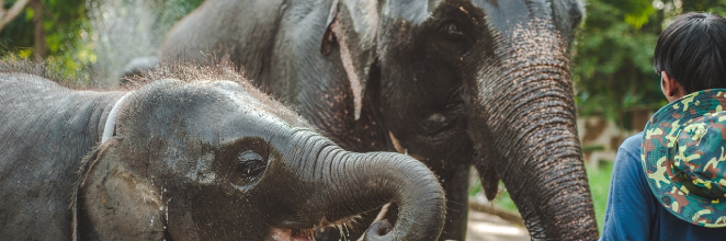 A man interacting with an adult and baby elephant