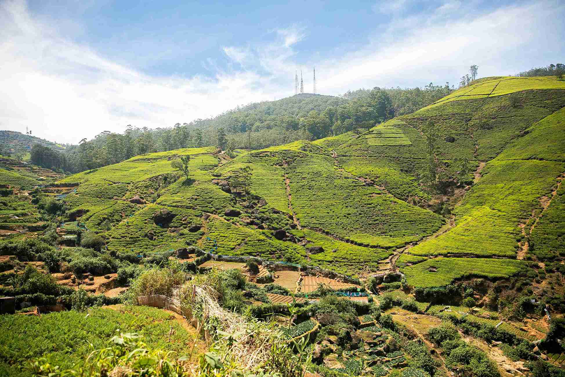 tea plantation